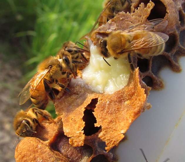 Včelia materská kašička
