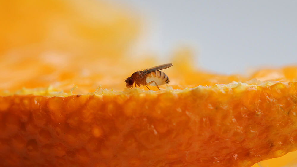 detail vinnej mušky na pomaranči