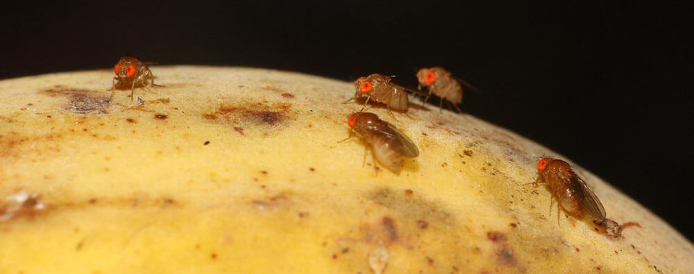 detail vinných mušiek na zemiaku