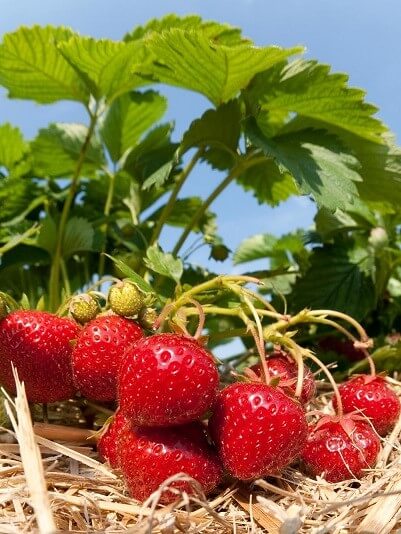 Agro NATURA Prírodné hnojivo na jahody a drobné ovocie 1,5kg