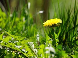 Kráľovná jarných polí - Púpava lekárska