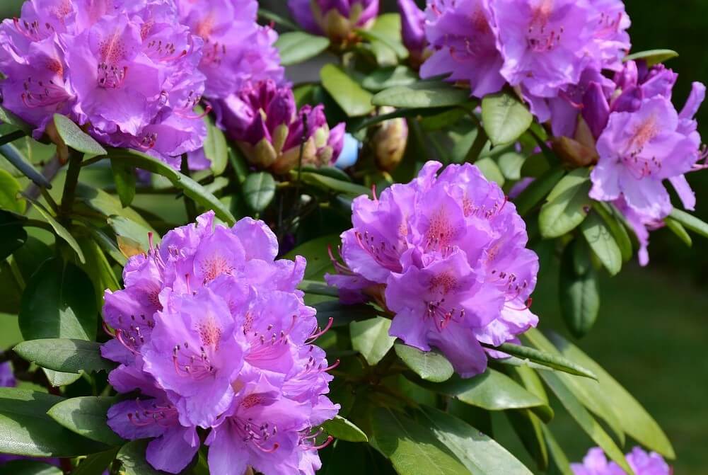 fialový rododendron