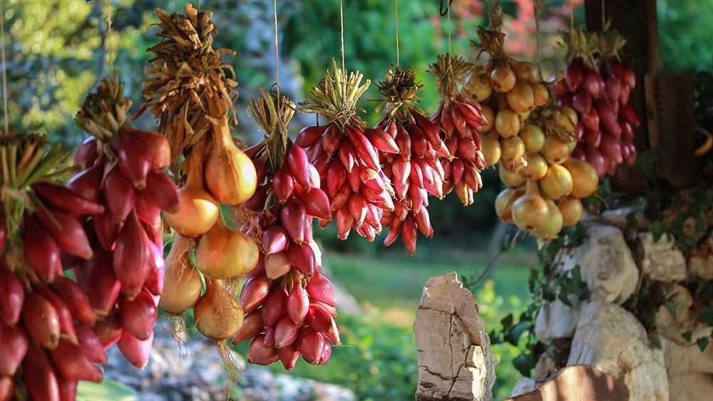 Cibuľa – nepostrádateľná ingrediencia kuchyne