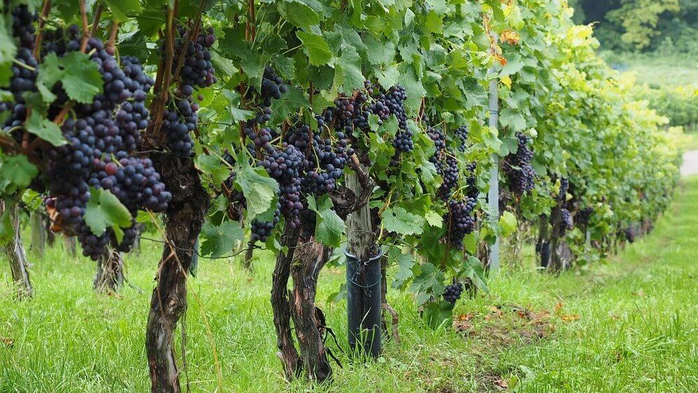 Ako Spr vne Striha Vini Valachshop sk ako-spr-vne-striha-vini-valachshop-sk
