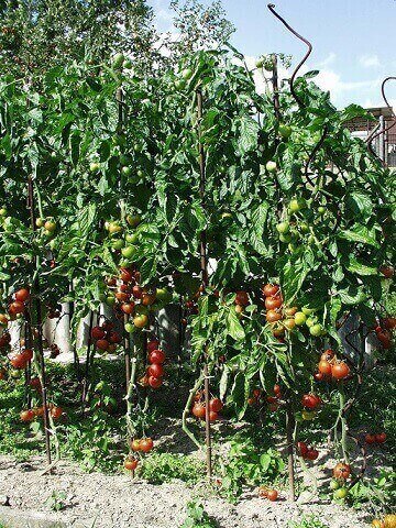 Agro NATURA Prírodné hnojivo na paradajky a papriky 1,5kg