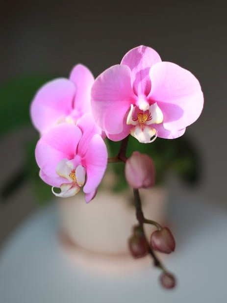 Agro Floria Substrát orchidea 3l